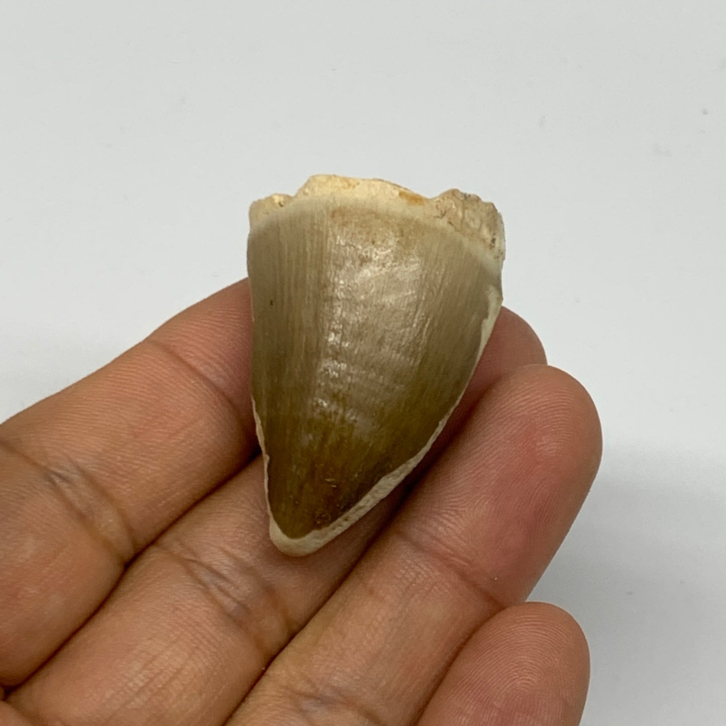 19.4g,1.5"X1"x0.9" Fossil Mosasaur Tooth reptiles, Cretaceous @Morocco, B23888