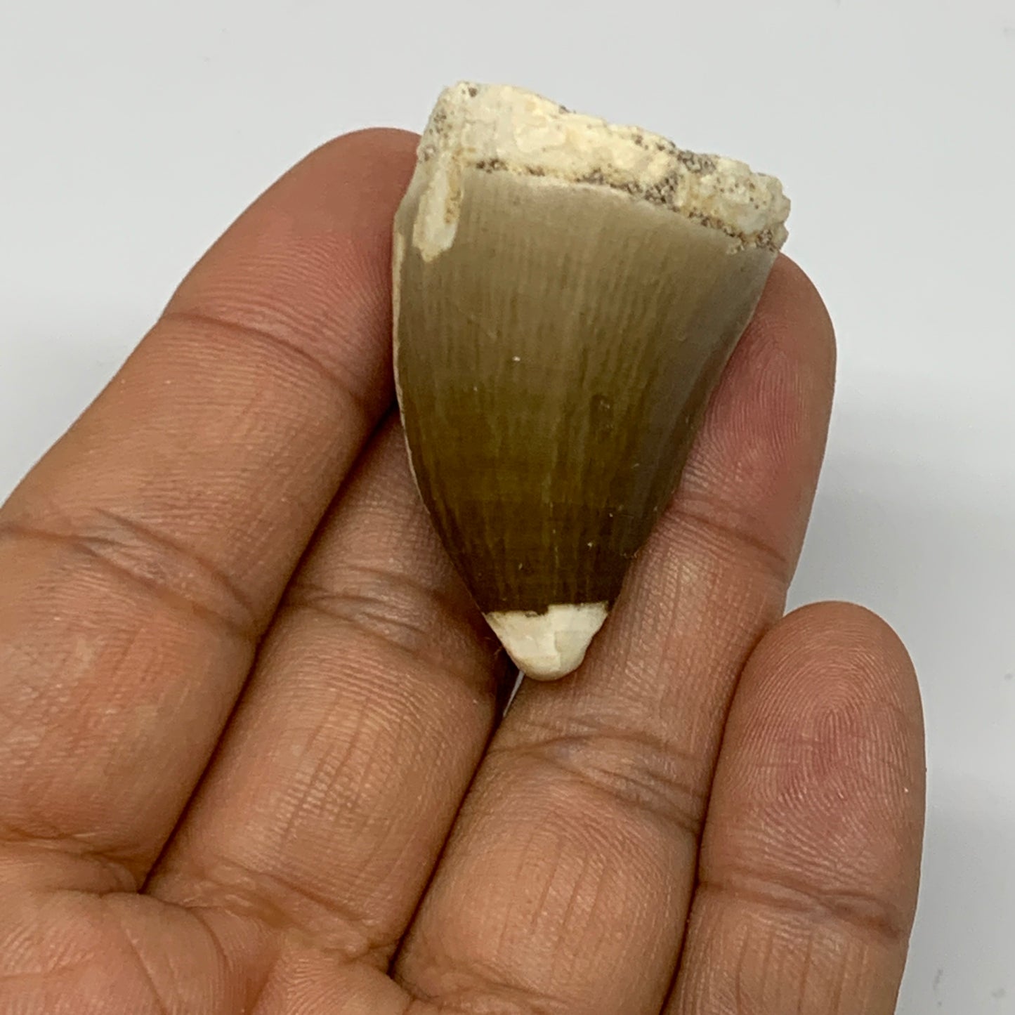 19.4g,1.5"X1"x0.9" Fossil Mosasaur Tooth reptiles, Cretaceous @Morocco, B23888