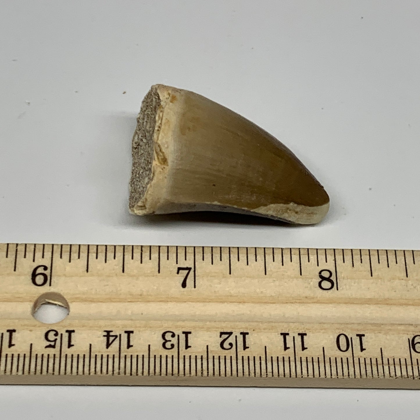 19.4g,1.5"X1"x0.9" Fossil Mosasaur Tooth reptiles, Cretaceous @Morocco, B23888