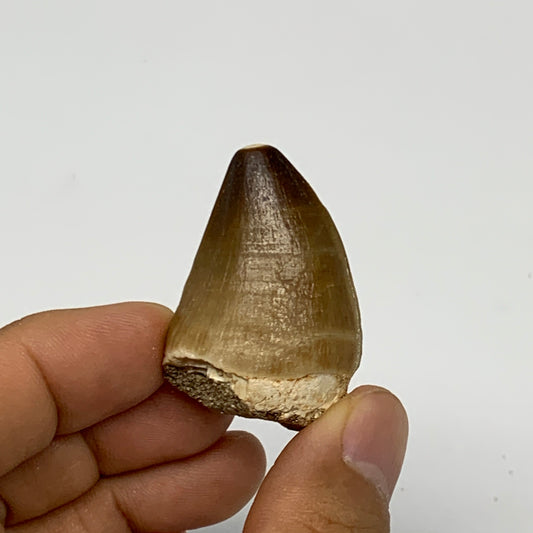 19.4g,1.6"X1.1"x0.9" Fossil Mosasaur Tooth reptiles, Cretaceous @Morocco, B23890