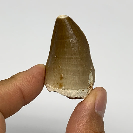 20.8g,1.7"X1"x0.9" Fossil Mosasaur Tooth reptiles, Cretaceous @Morocco, B23891