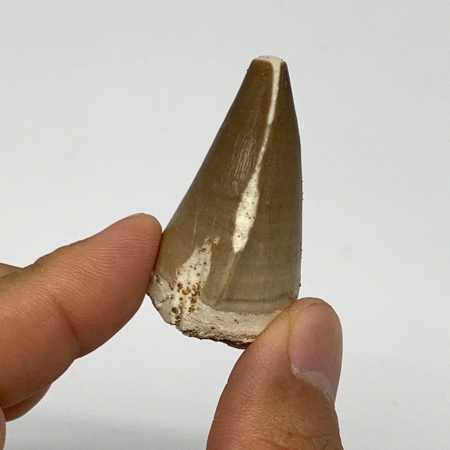 20.8g,1.7"X1"x0.9" Fossil Mosasaur Tooth reptiles, Cretaceous @Morocco, B23891