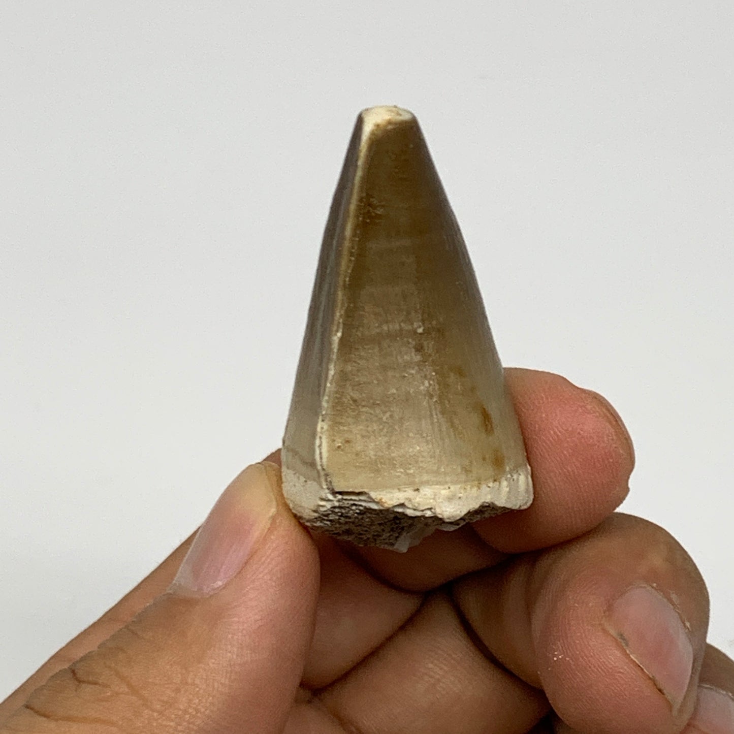 20.8g,1.7"X1"x0.9" Fossil Mosasaur Tooth reptiles, Cretaceous @Morocco, B23891