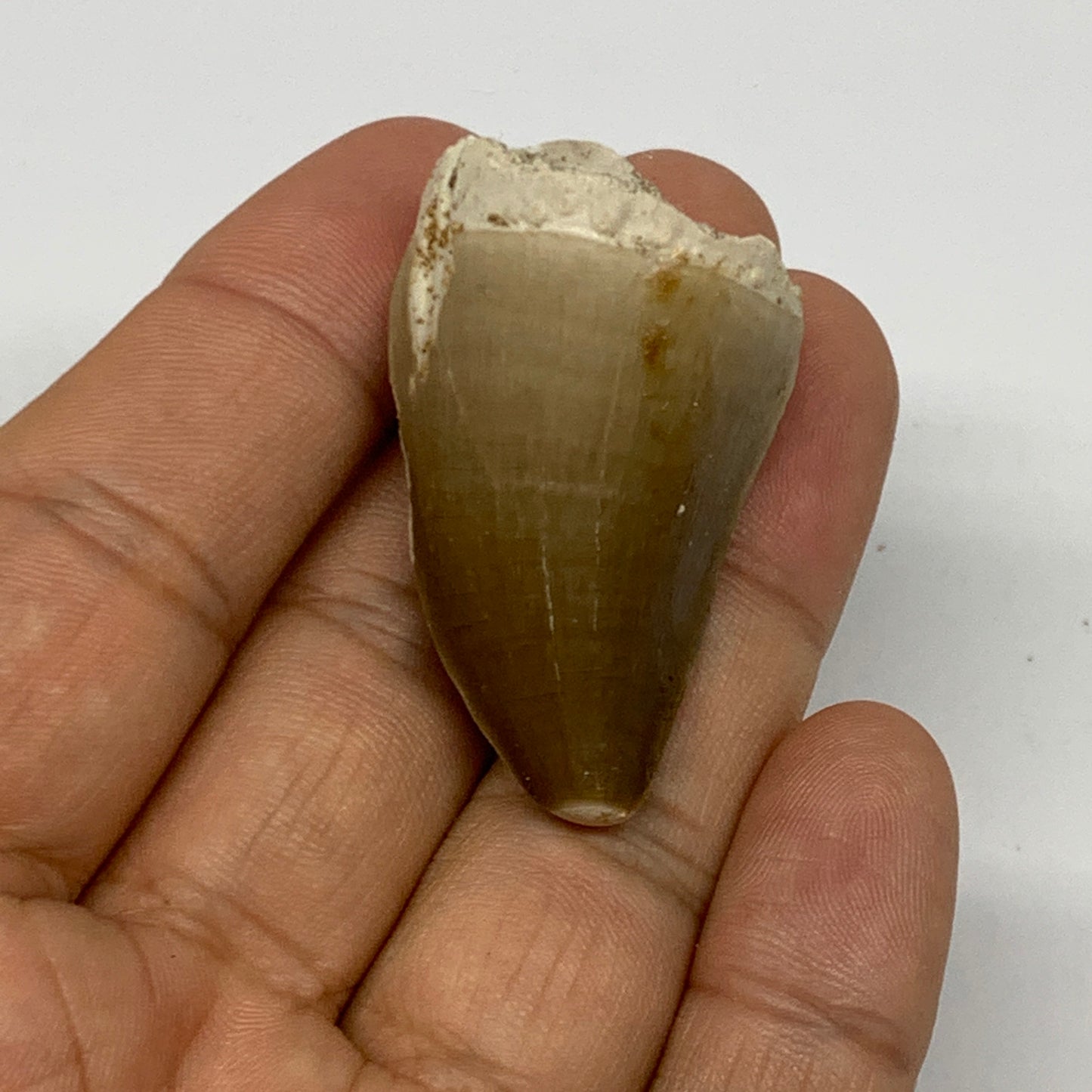 20.8g,1.7"X1"x0.9" Fossil Mosasaur Tooth reptiles, Cretaceous @Morocco, B23891