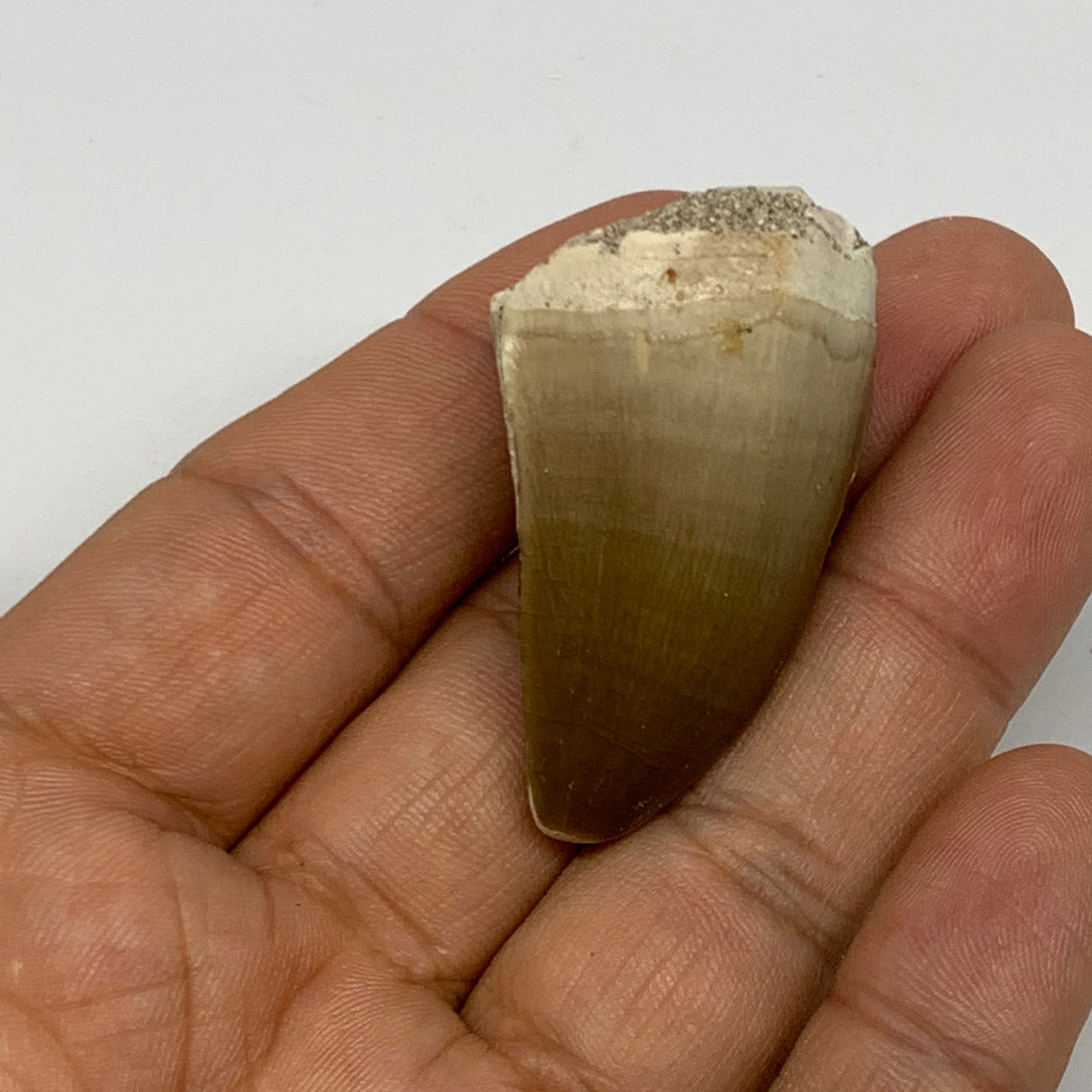 20.8g,1.7"X1"x0.9" Fossil Mosasaur Tooth reptiles, Cretaceous @Morocco, B23891