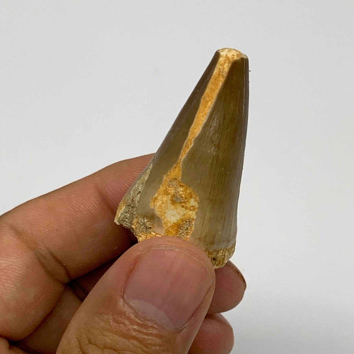 21.4g,1.5"X1.1"x0.9" Fossil Mosasaur Tooth reptiles, Cretaceous @Morocco, B23893