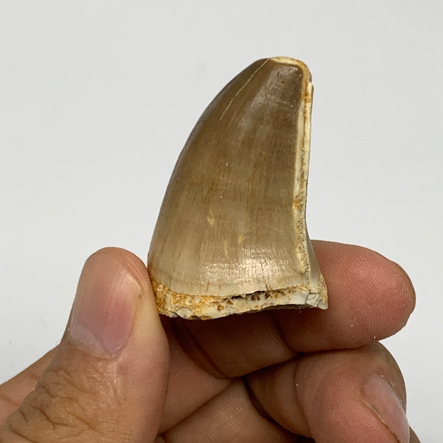 21.4g,1.5"X1.1"x0.9" Fossil Mosasaur Tooth reptiles, Cretaceous @Morocco, B23893