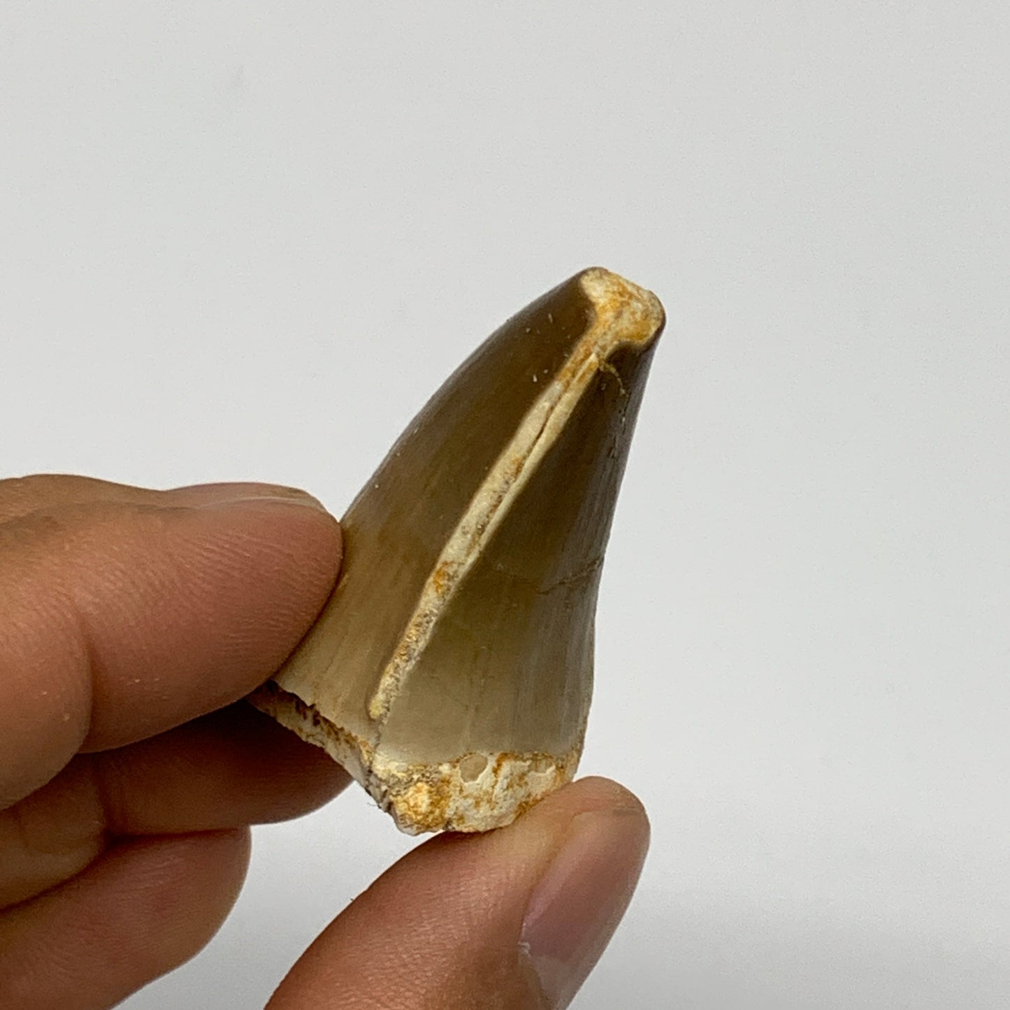 21.4g,1.5"X1.1"x0.9" Fossil Mosasaur Tooth reptiles, Cretaceous @Morocco, B23893