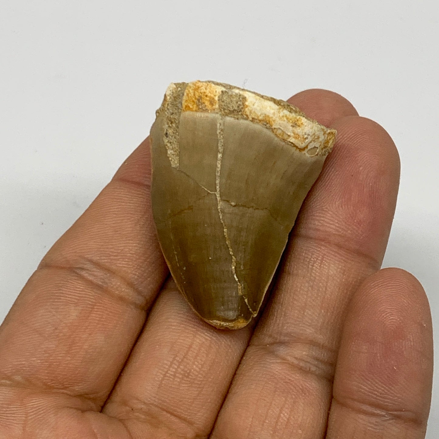 21.4g,1.5"X1.1"x0.9" Fossil Mosasaur Tooth reptiles, Cretaceous @Morocco, B23893