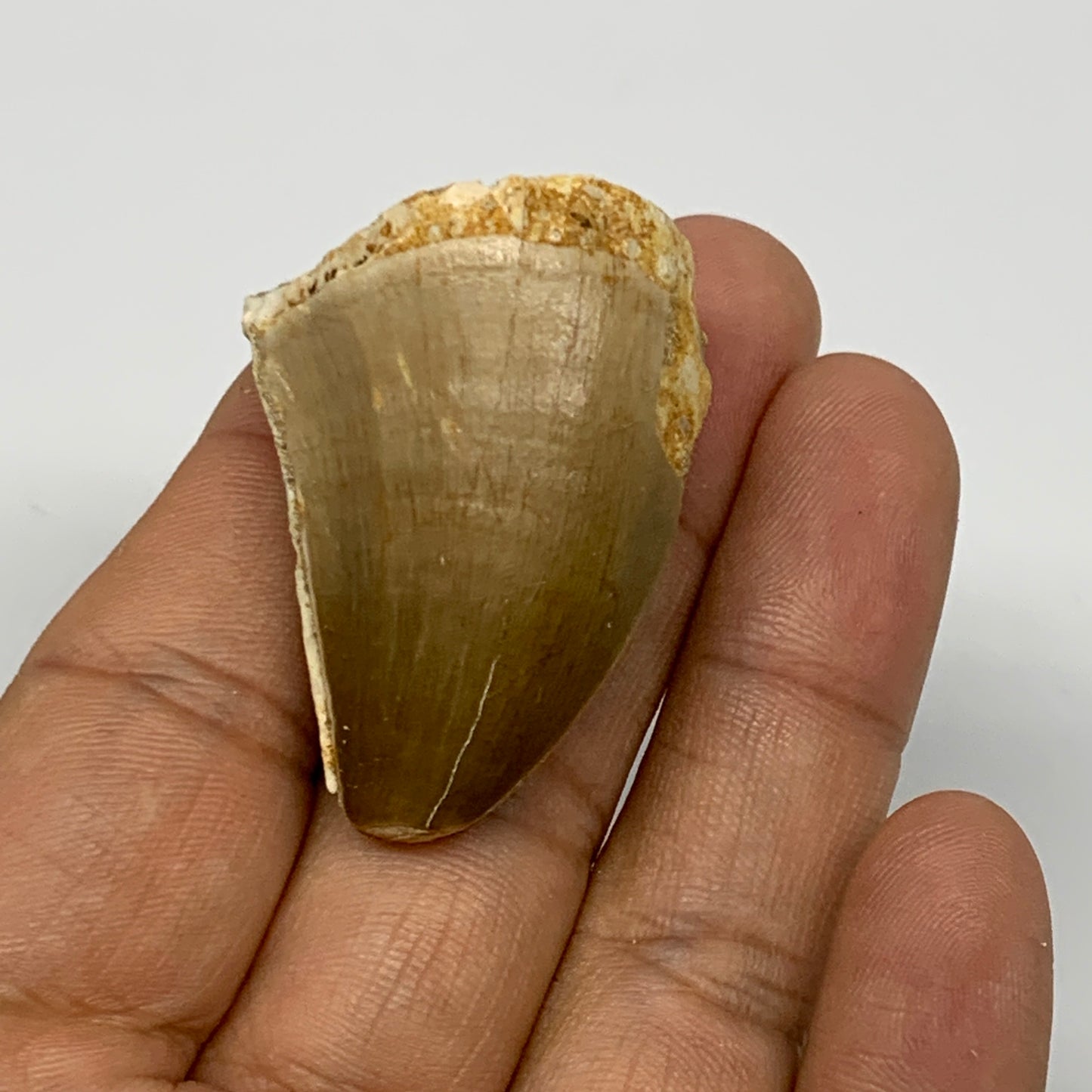 21.4g,1.5"X1.1"x0.9" Fossil Mosasaur Tooth reptiles, Cretaceous @Morocco, B23893