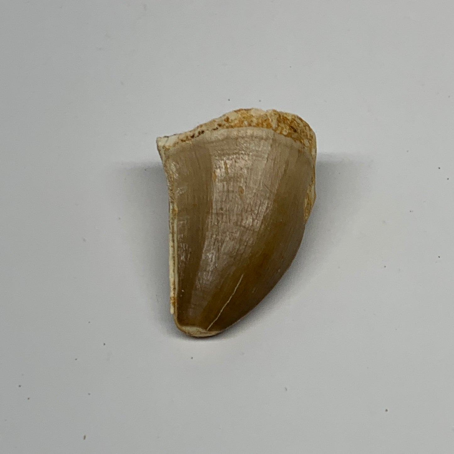 21.4g,1.5"X1.1"x0.9" Fossil Mosasaur Tooth reptiles, Cretaceous @Morocco, B23893