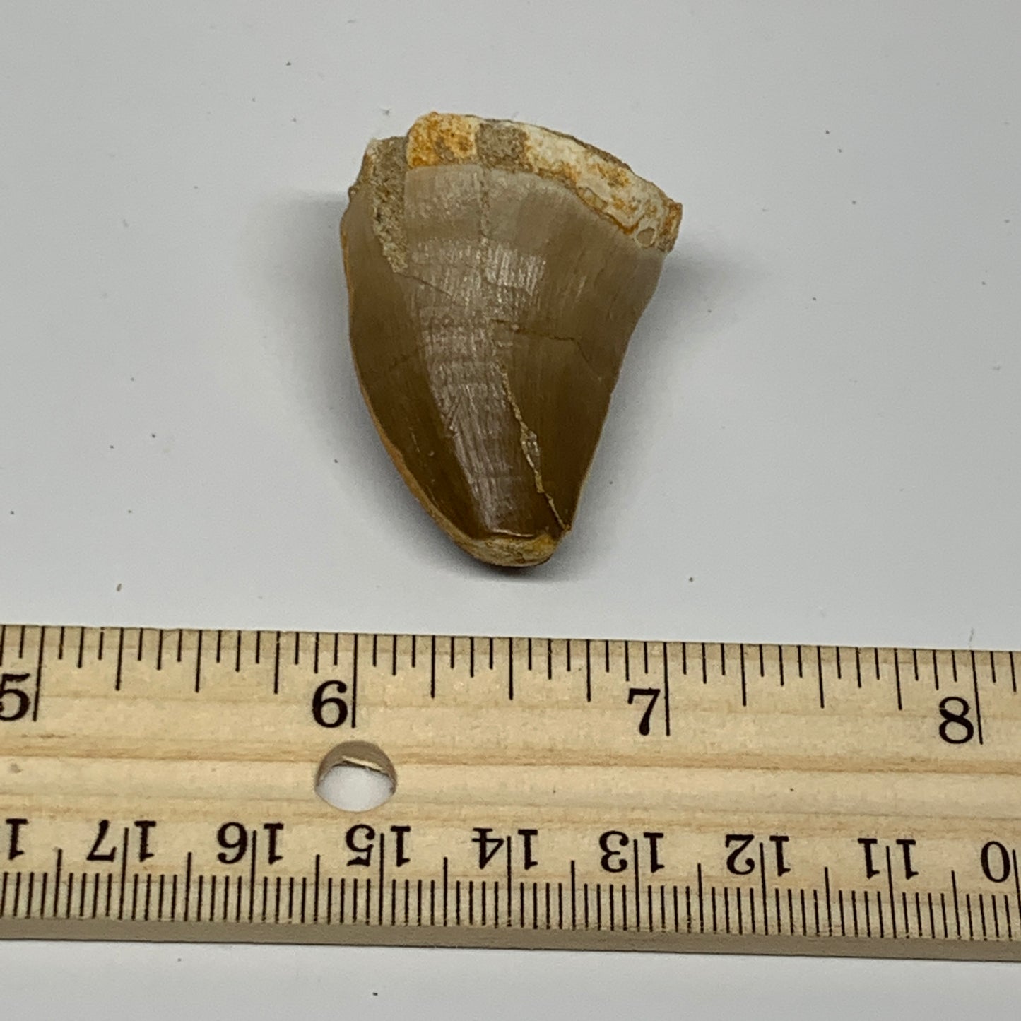 21.4g,1.5"X1.1"x0.9" Fossil Mosasaur Tooth reptiles, Cretaceous @Morocco, B23893