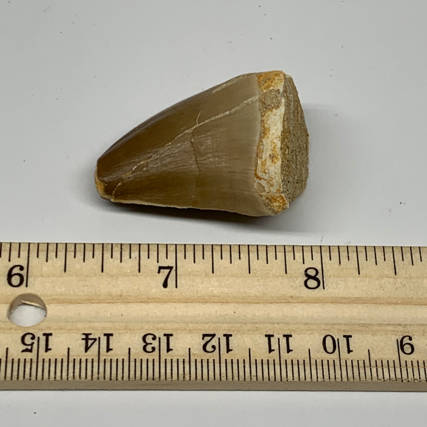 21.4g,1.5"X1.1"x0.9" Fossil Mosasaur Tooth reptiles, Cretaceous @Morocco, B23893