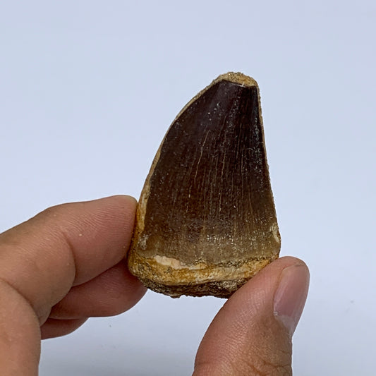 30.5g,1.9"X1.2"x1" Fossil Mosasaur Tooth reptiles, Cretaceous @Morocco, B23894