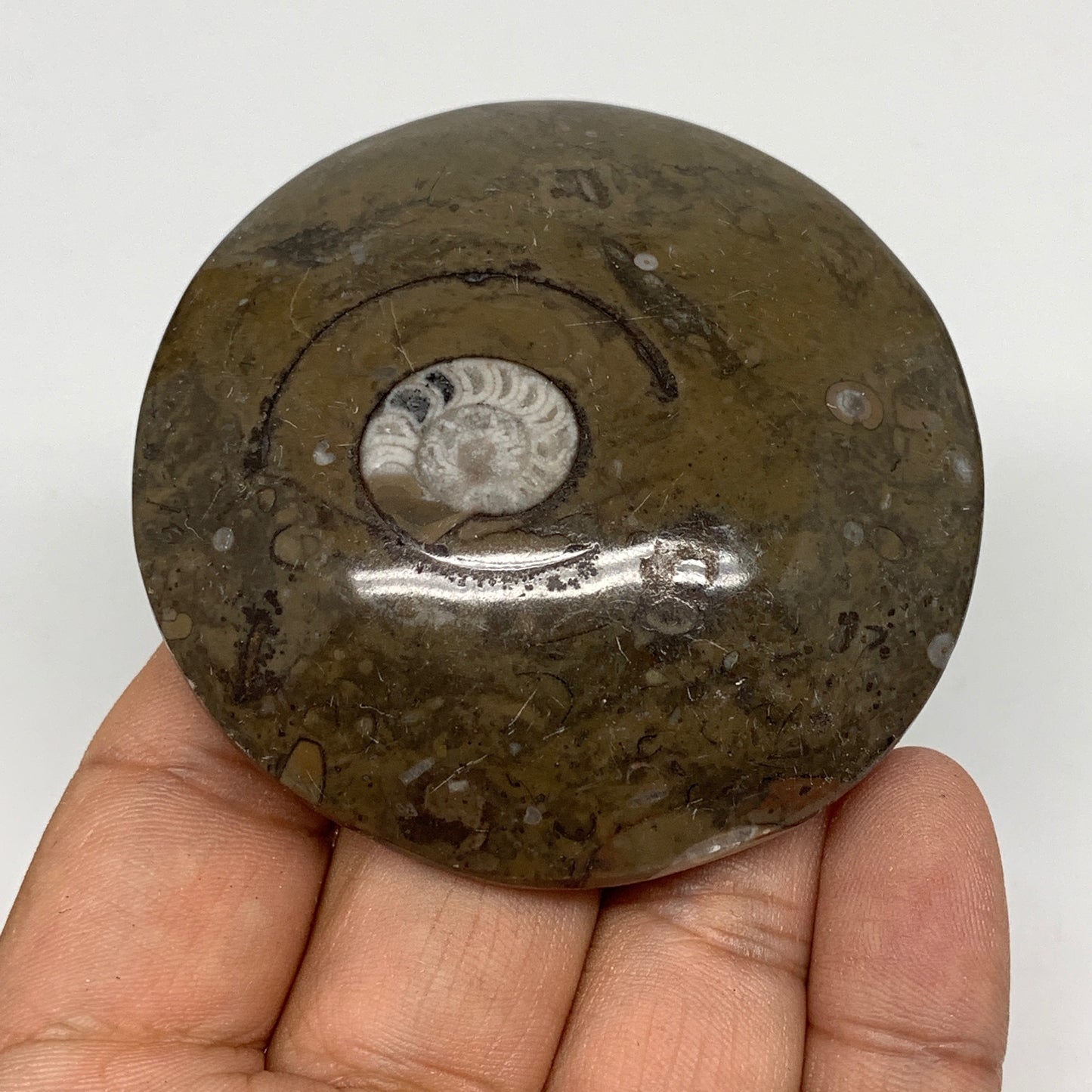 95.3g, 2.6"x2.6"x0.7", Button Ammonite Polished Mineral from Morocco, F2083