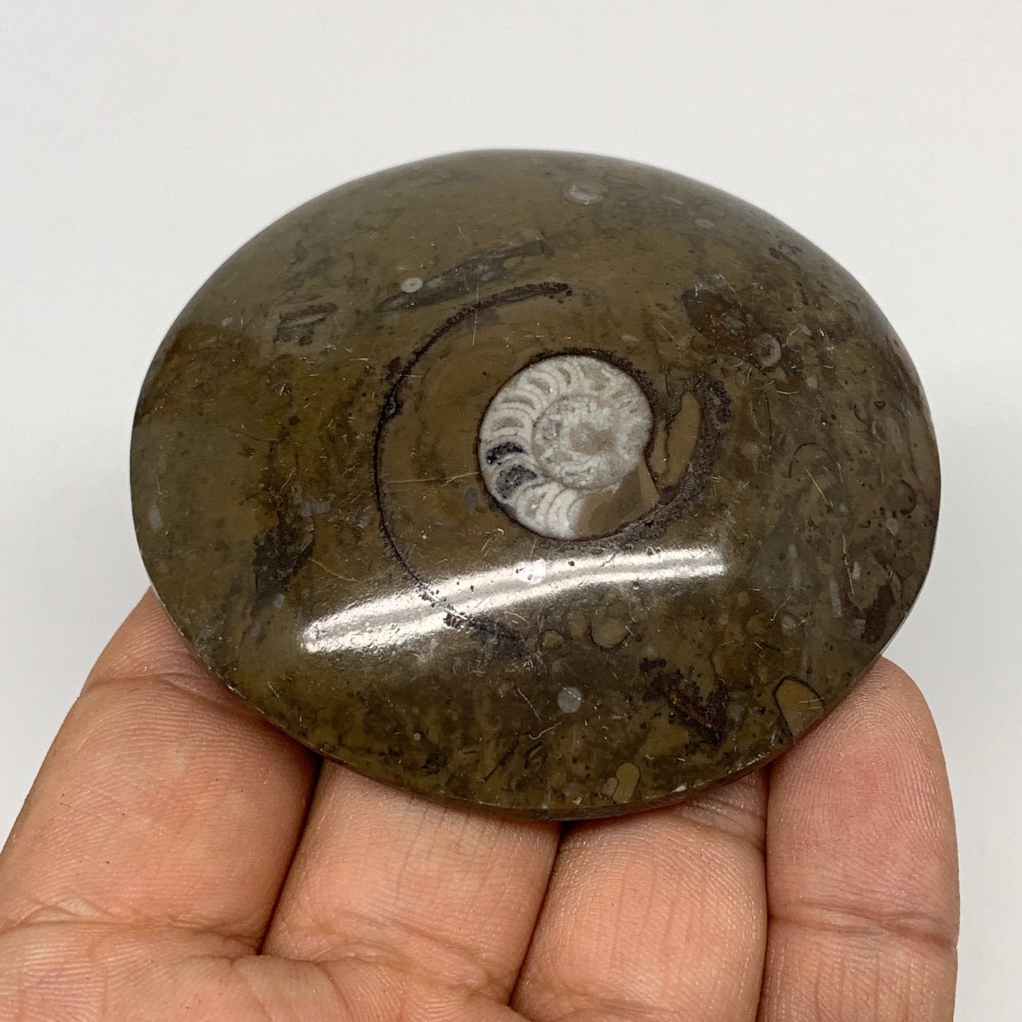 95.3g, 2.6"x2.6"x0.7", Button Ammonite Polished Mineral from Morocco, F2083