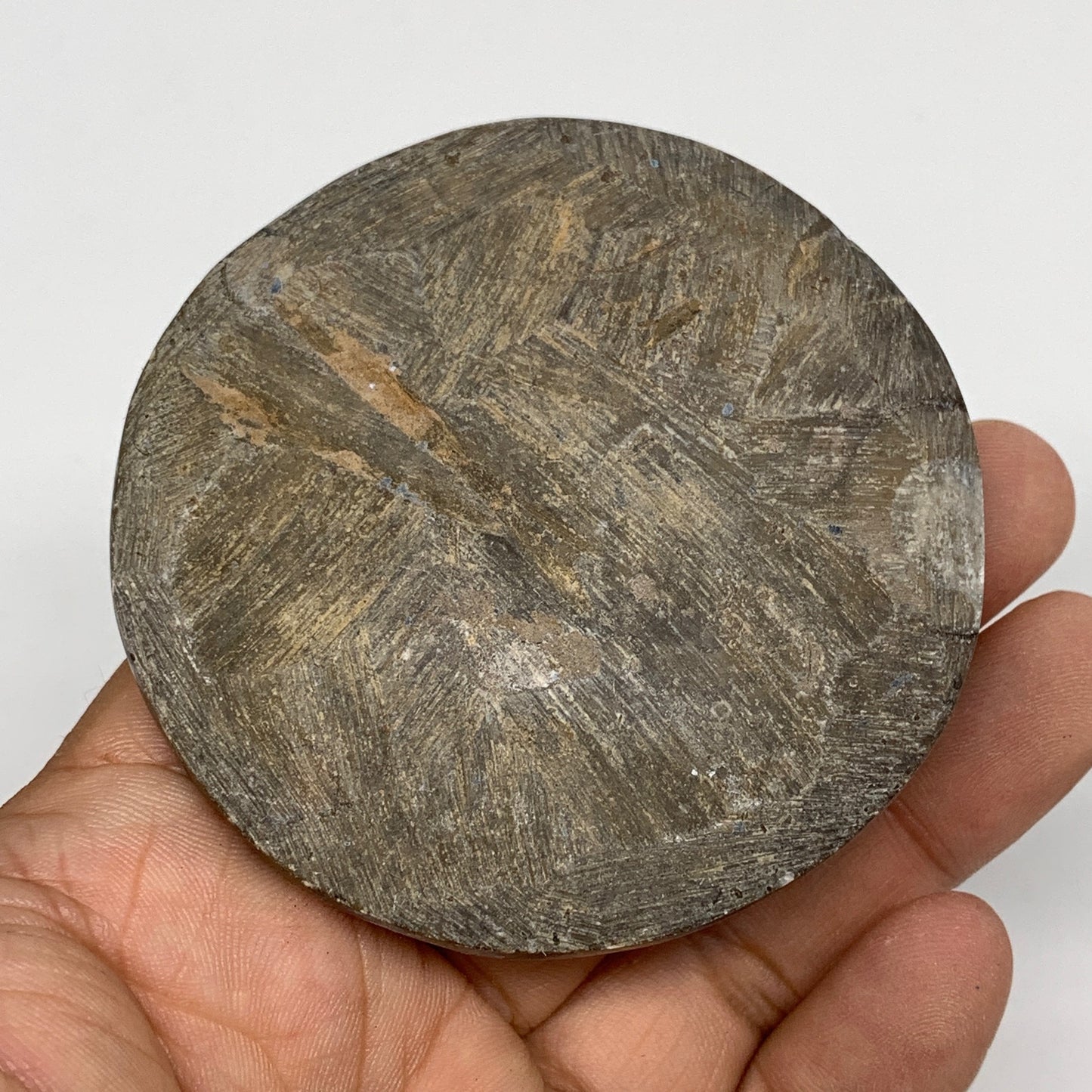 95.3g, 2.6"x2.6"x0.7", Button Ammonite Polished Mineral from Morocco, F2083