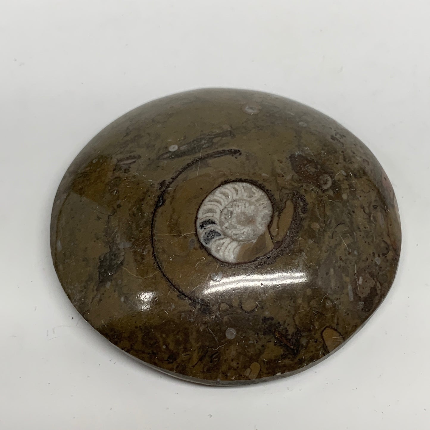 95.3g, 2.6"x2.6"x0.7", Button Ammonite Polished Mineral from Morocco, F2083