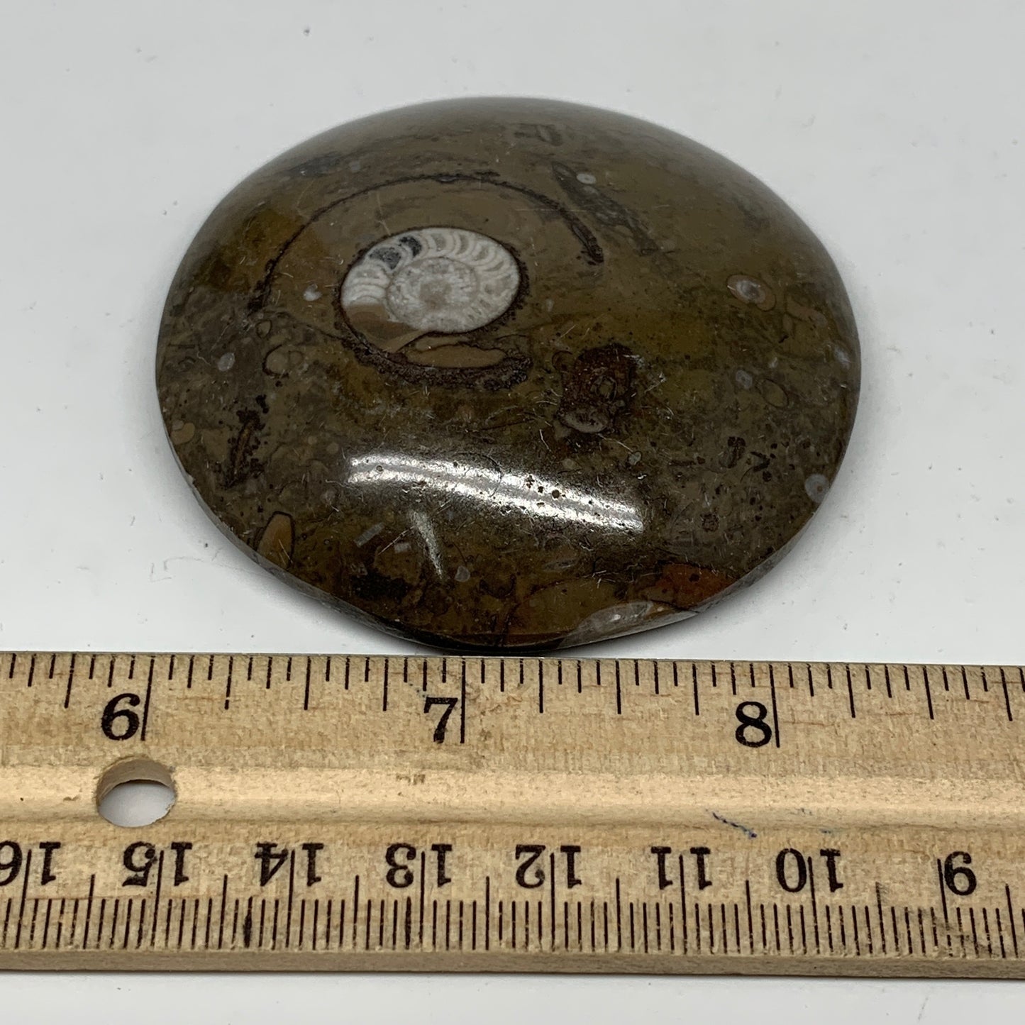 95.3g, 2.6"x2.6"x0.7", Button Ammonite Polished Mineral from Morocco, F2083