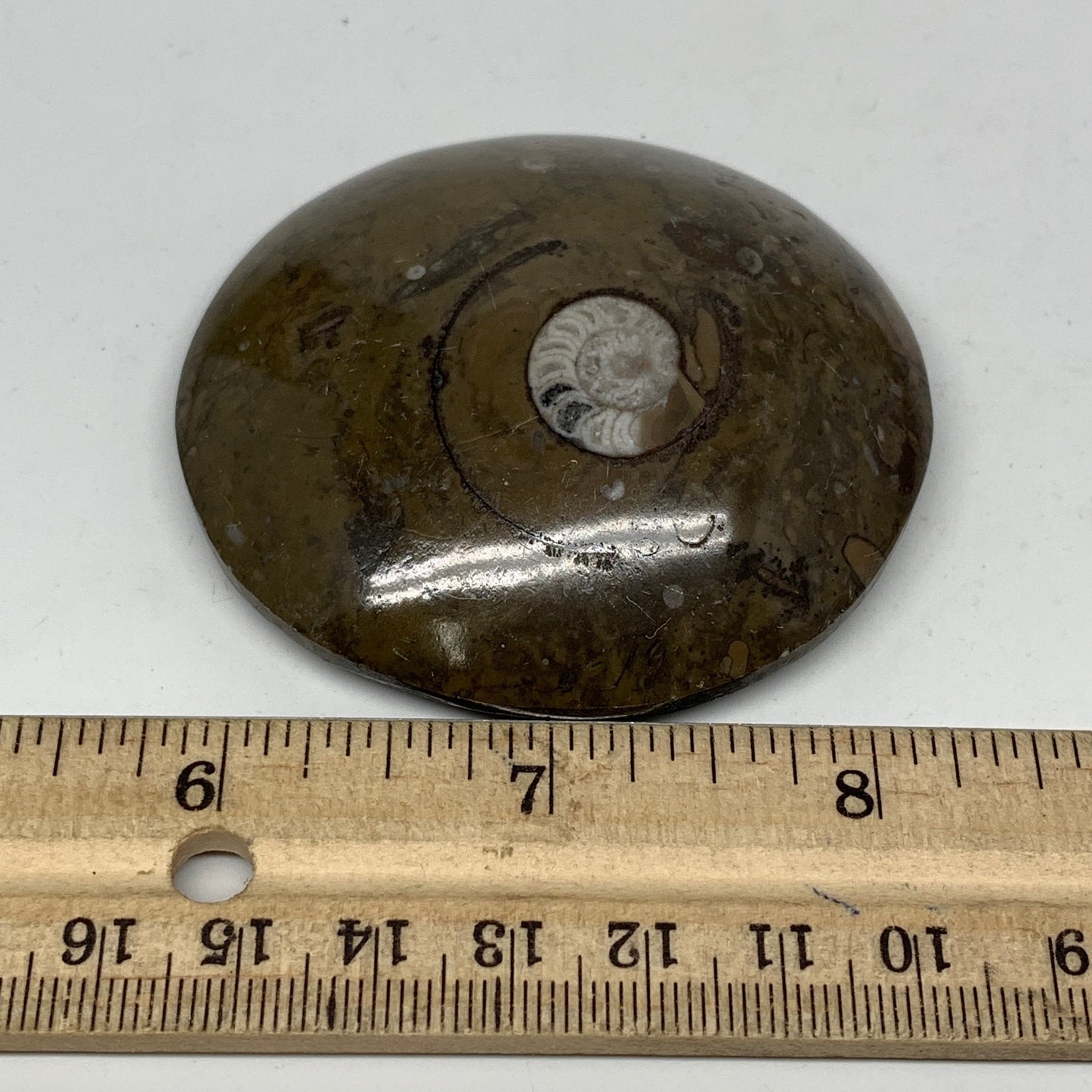 95.3g, 2.6"x2.6"x0.7", Button Ammonite Polished Mineral from Morocco, F2083