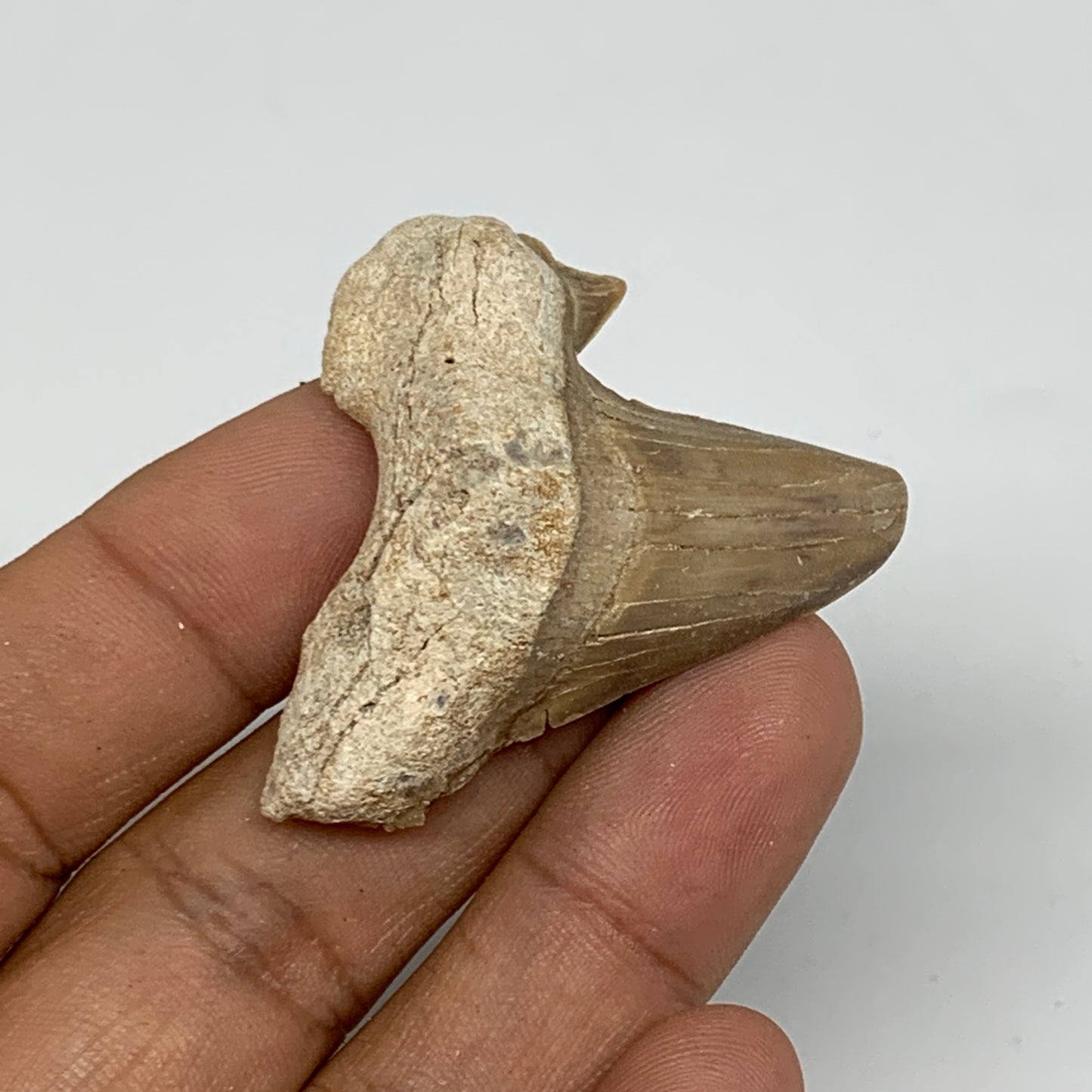 14.4g, 1.6"X 1.5"x 0.5" Natural Fossils Fish Shark Tooth @Morocco, B12621