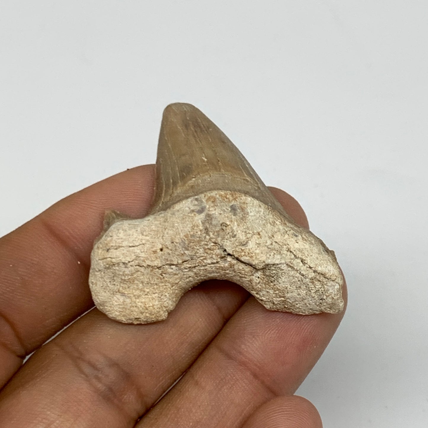 14.4g, 1.6"X 1.5"x 0.5" Natural Fossils Fish Shark Tooth @Morocco, B12621