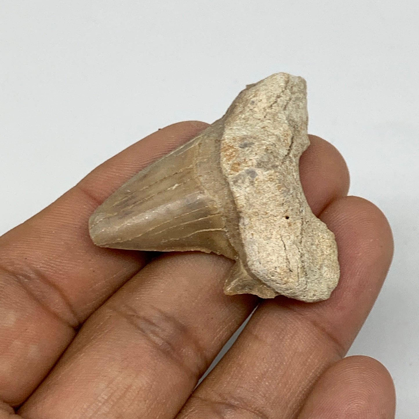 14.4g, 1.6"X 1.5"x 0.5" Natural Fossils Fish Shark Tooth @Morocco, B12621