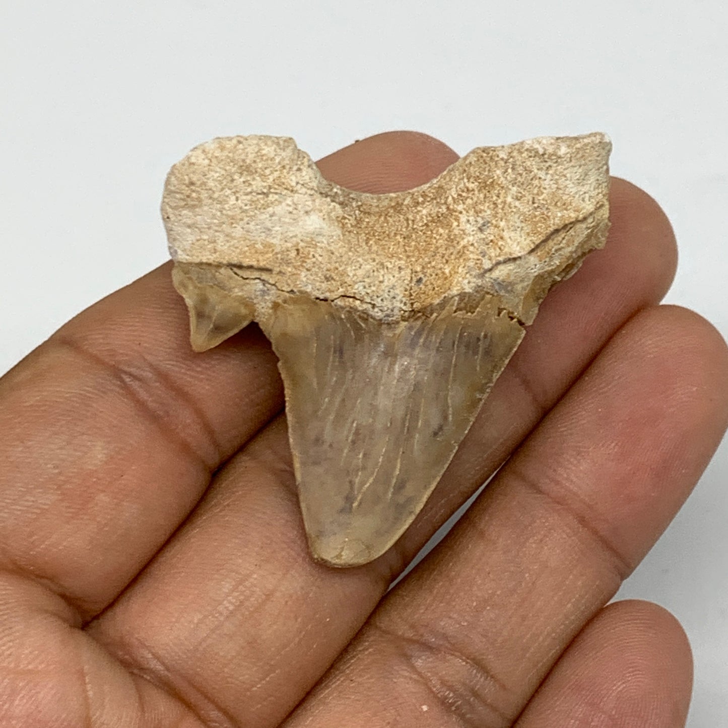 14.4g, 1.6"X 1.5"x 0.5" Natural Fossils Fish Shark Tooth @Morocco, B12621