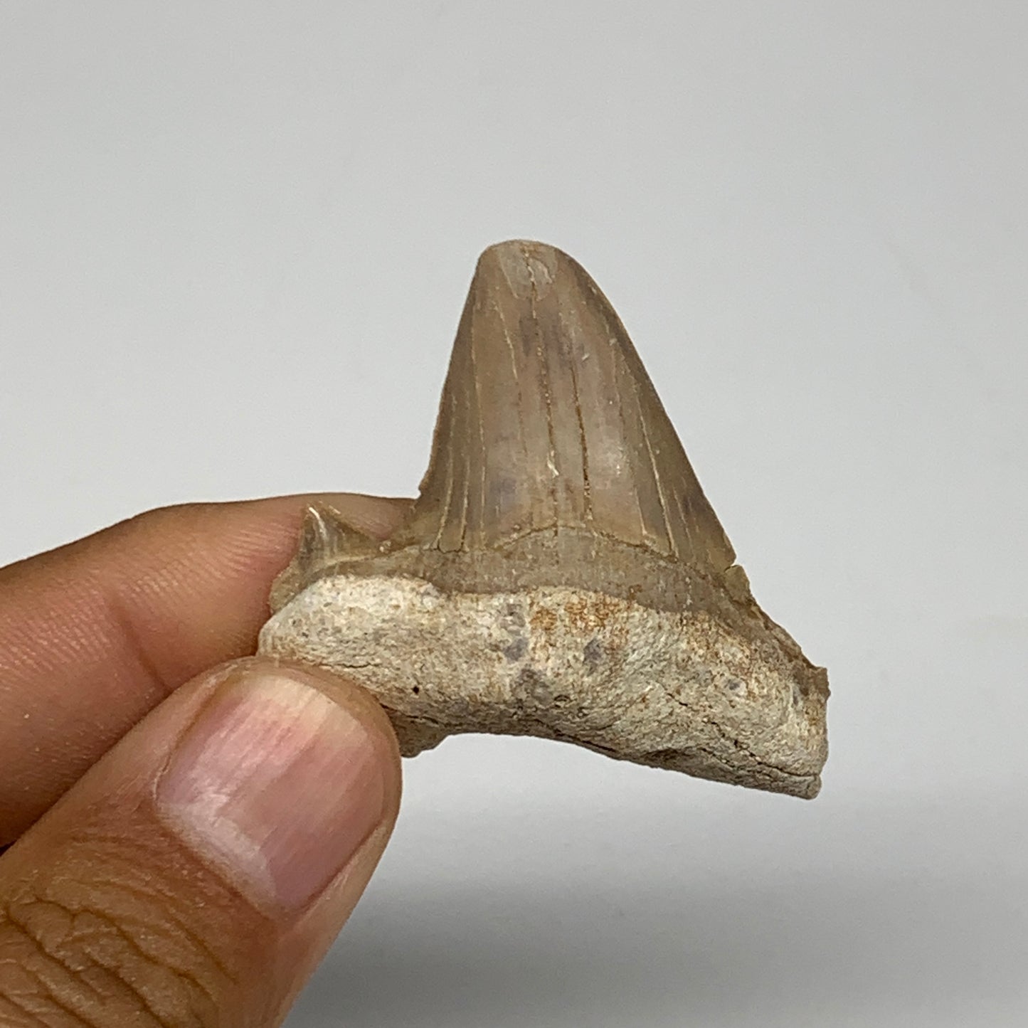 14.4g, 1.6"X 1.5"x 0.5" Natural Fossils Fish Shark Tooth @Morocco, B12621