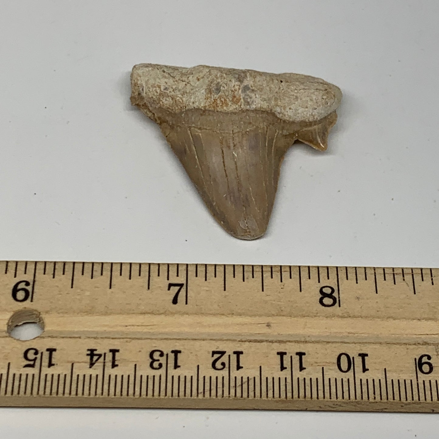 14.4g, 1.6"X 1.5"x 0.5" Natural Fossils Fish Shark Tooth @Morocco, B12621