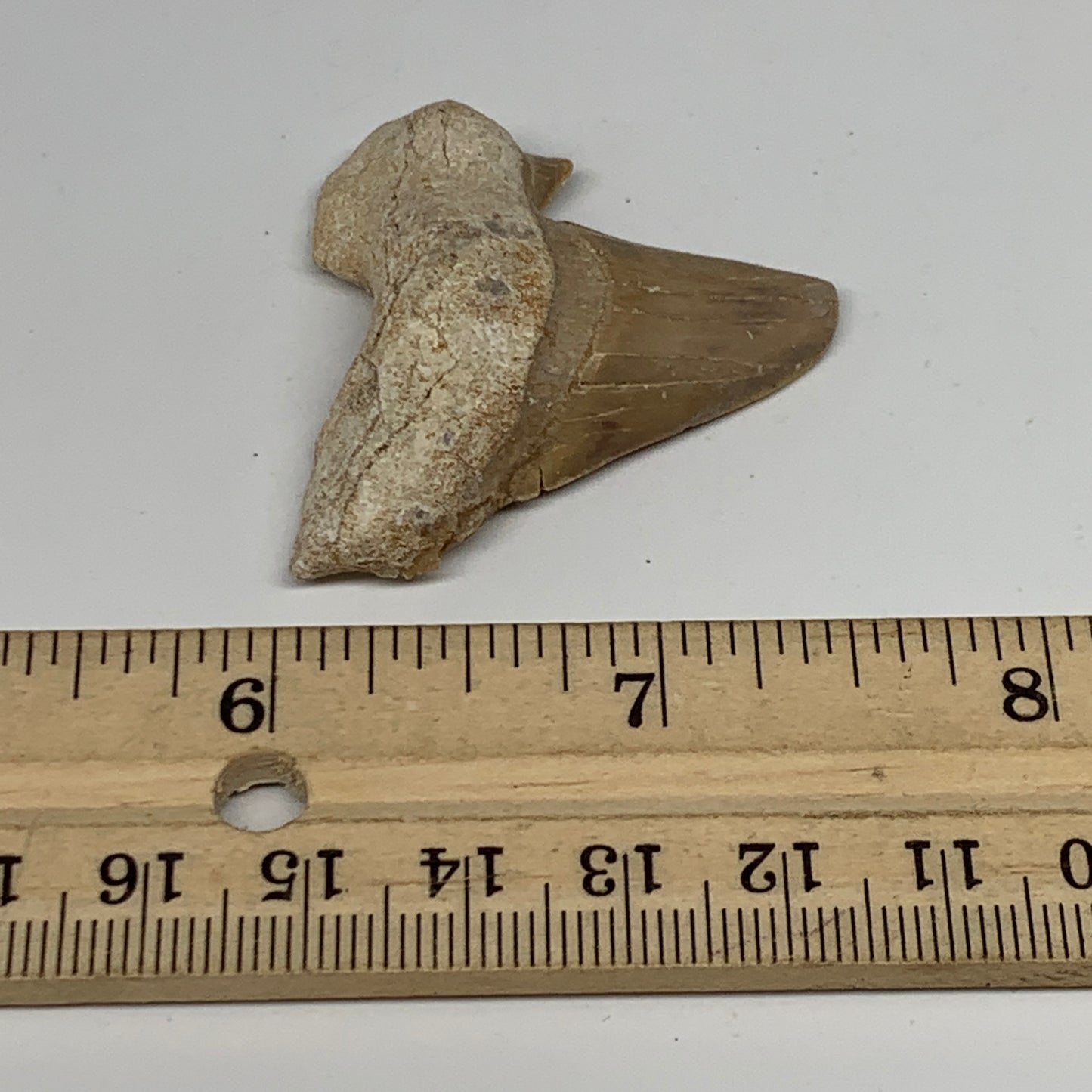 14.4g, 1.6"X 1.5"x 0.5" Natural Fossils Fish Shark Tooth @Morocco, B12621