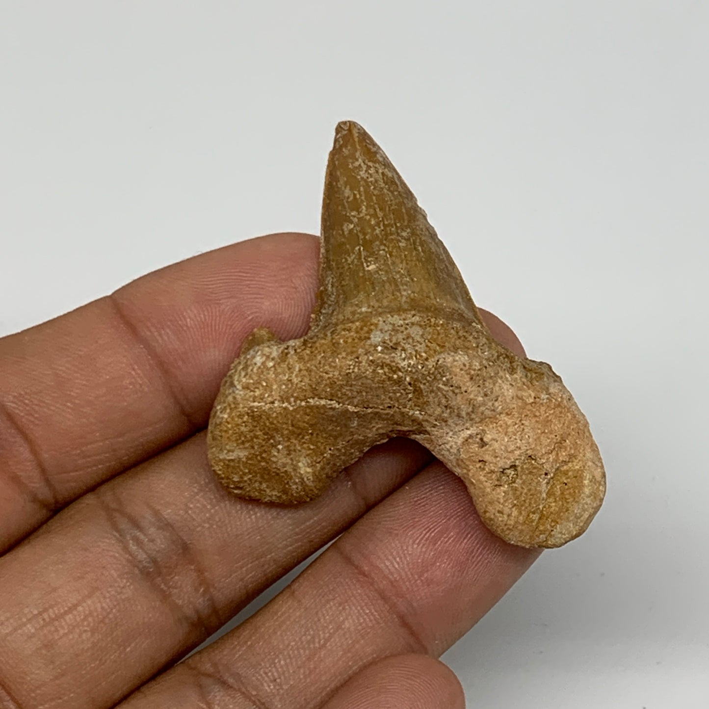 12.7g, 1.9"X 1.5"x 0.5" Natural Fossils Fish Shark Tooth @Morocco, B12625