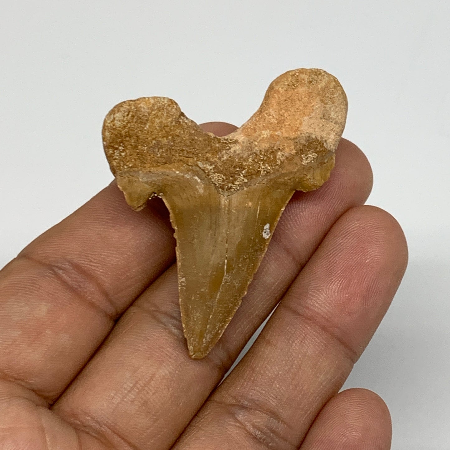 12.7g, 1.9"X 1.5"x 0.5" Natural Fossils Fish Shark Tooth @Morocco, B12625