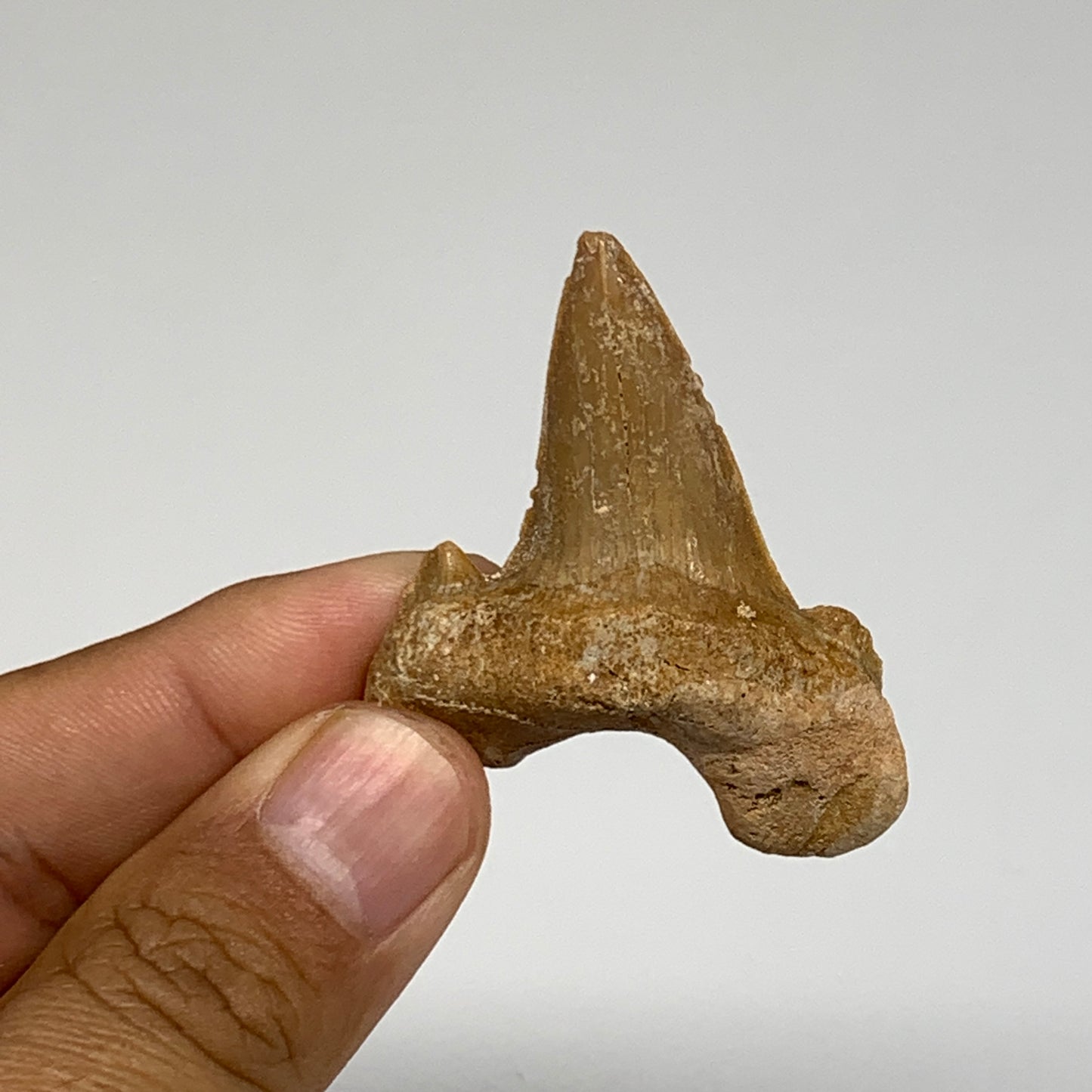 12.7g, 1.9"X 1.5"x 0.5" Natural Fossils Fish Shark Tooth @Morocco, B12625