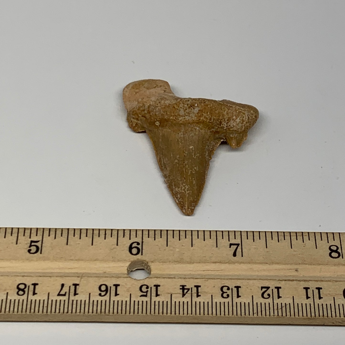 12.7g, 1.9"X 1.5"x 0.5" Natural Fossils Fish Shark Tooth @Morocco, B12625