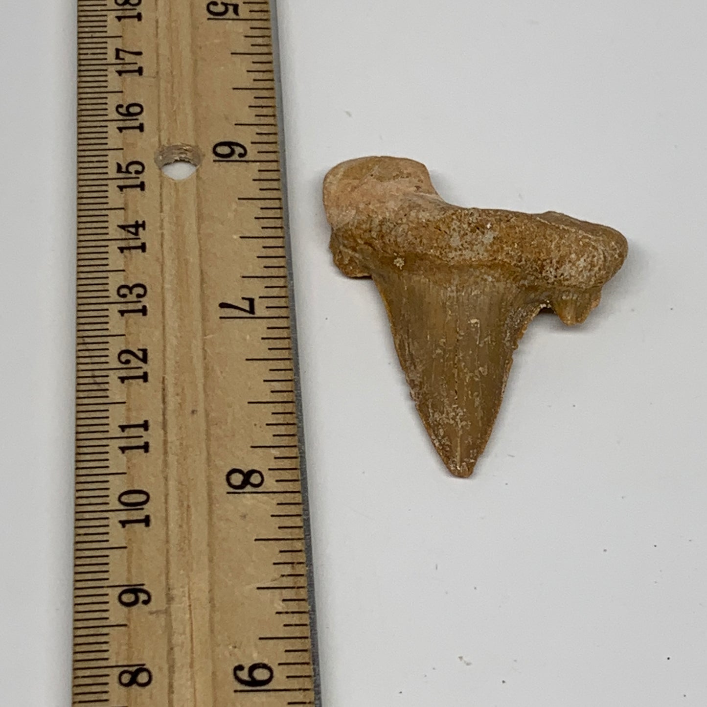 12.7g, 1.9"X 1.5"x 0.5" Natural Fossils Fish Shark Tooth @Morocco, B12625