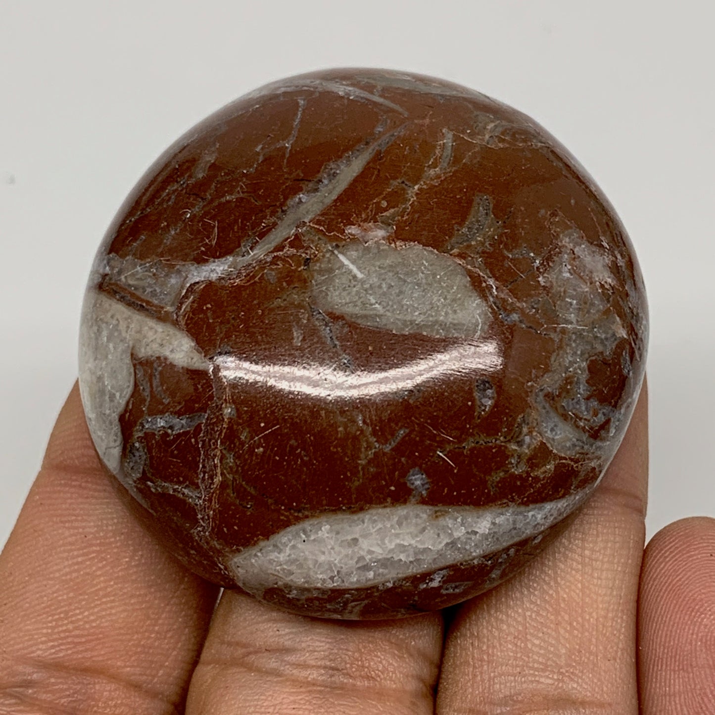 55.6g, 1.8"x0.7", Natural Untreated Red Shell Fossils Round Palms-tone, F1100