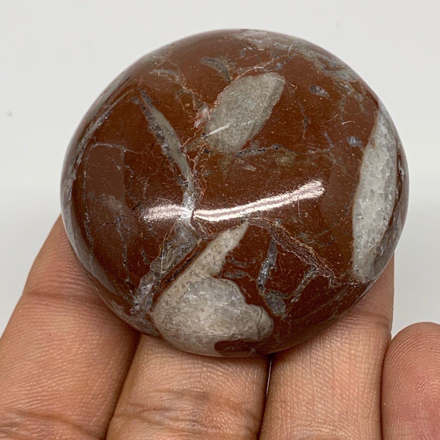 55.6g, 1.8"x0.7", Natural Untreated Red Shell Fossils Round Palms-tone, F1100