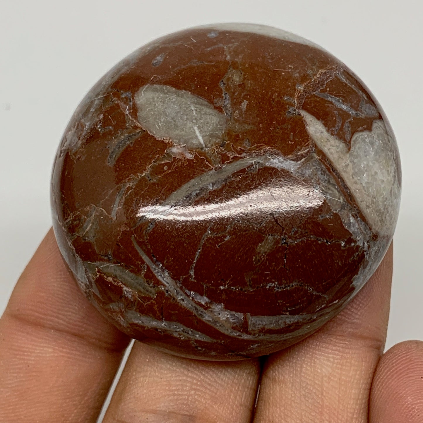 55.6g, 1.8"x0.7", Natural Untreated Red Shell Fossils Round Palms-tone, F1100