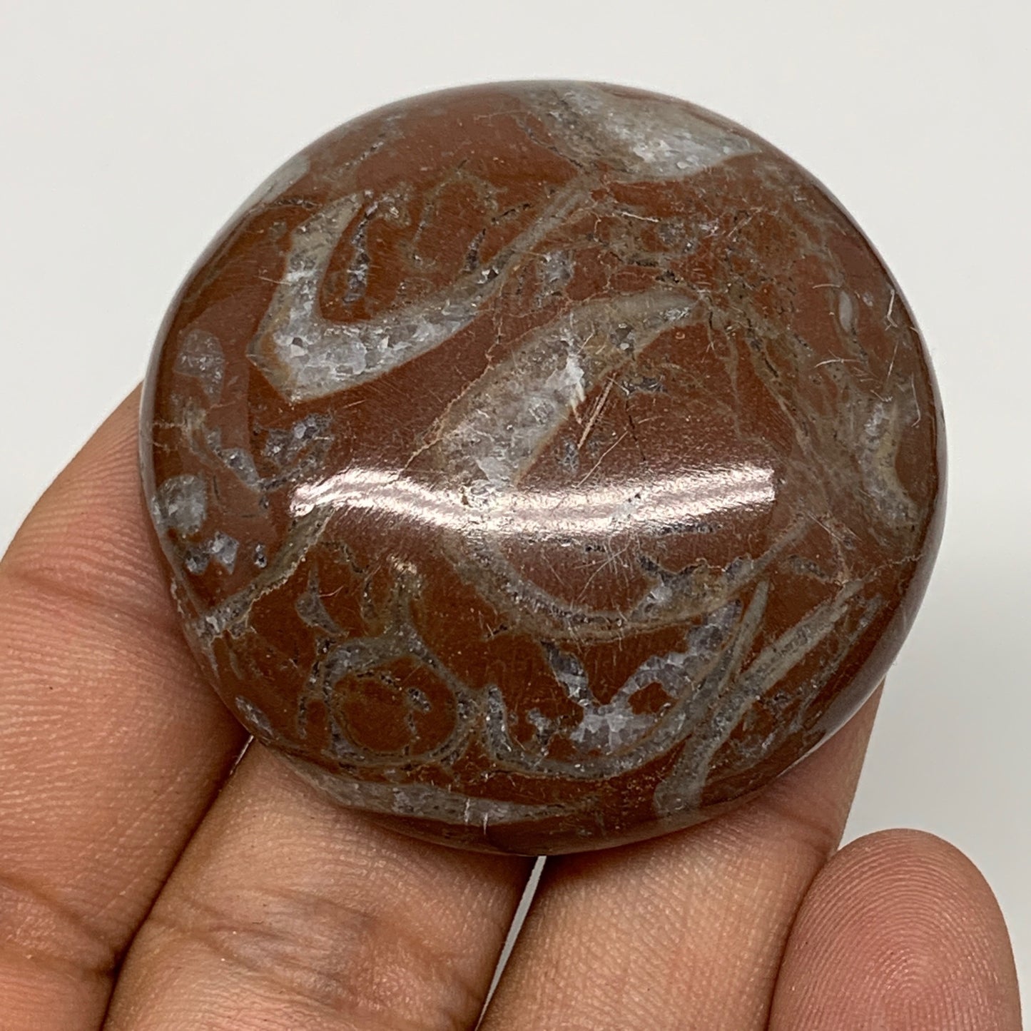 43.5g, 1.8"x0.6", Natural Untreated Red Shell Fossils Round Palms-tone, F1101