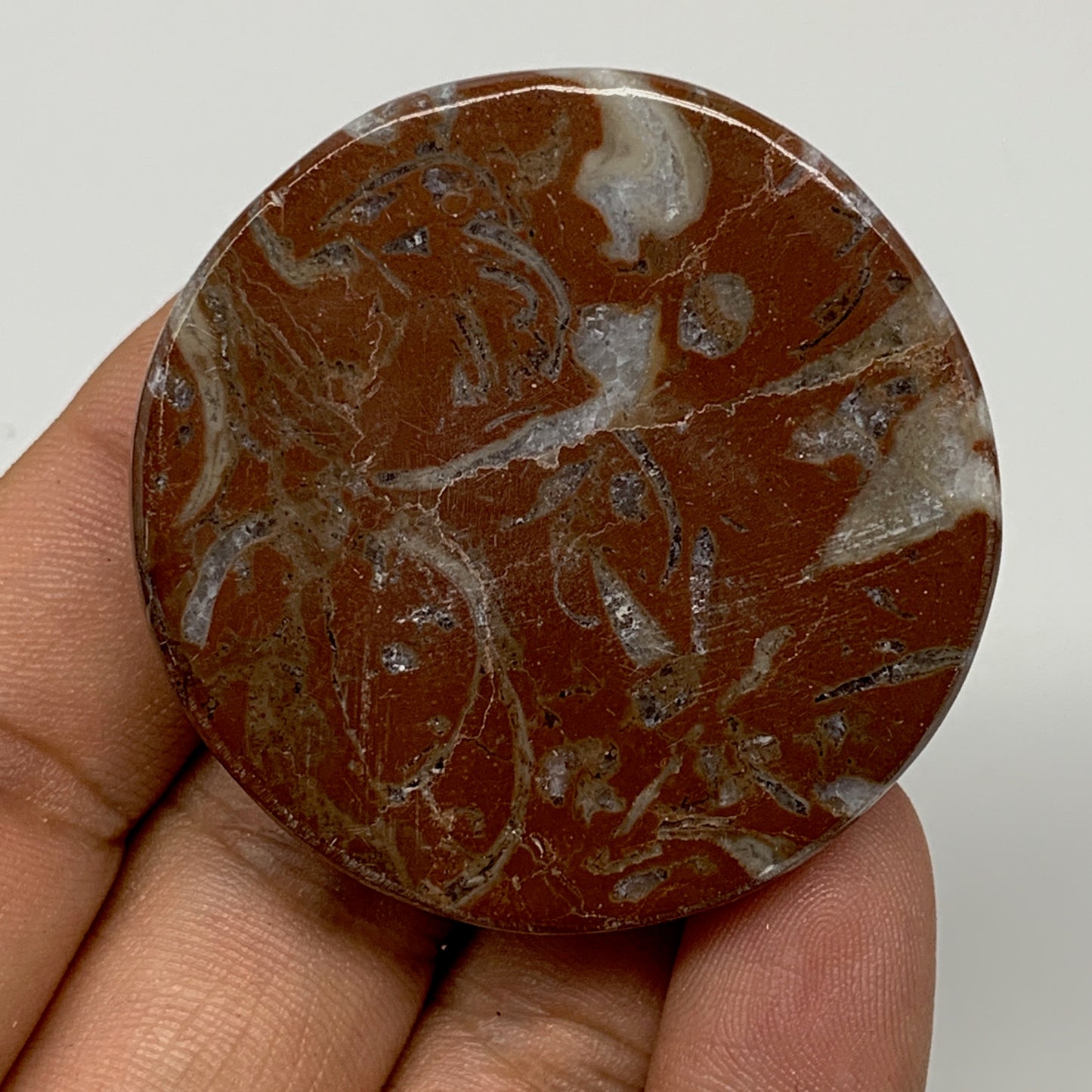 43.5g, 1.8"x0.6", Natural Untreated Red Shell Fossils Round Palms-tone, F1101