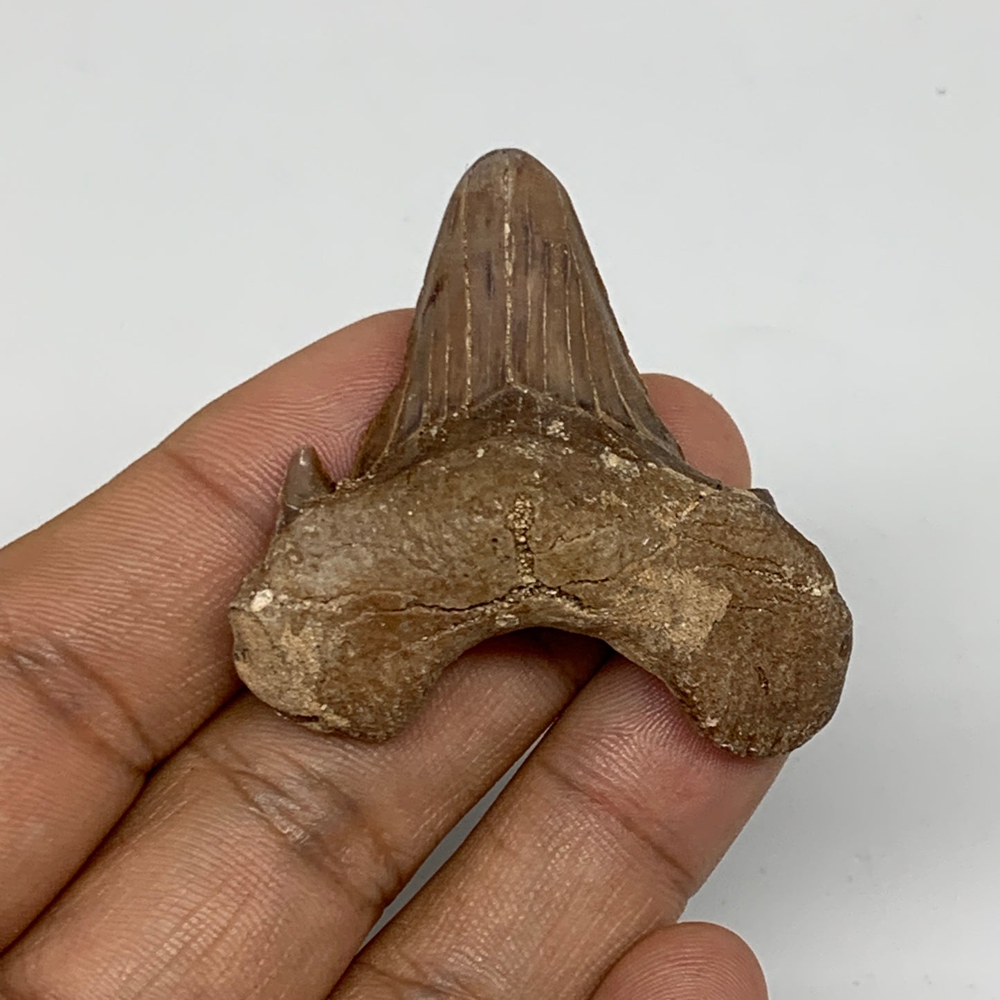 20.5g, 1.7"X 1.7"x 0.6" Natural Fossils Fish Shark Tooth @Morocco, B12640