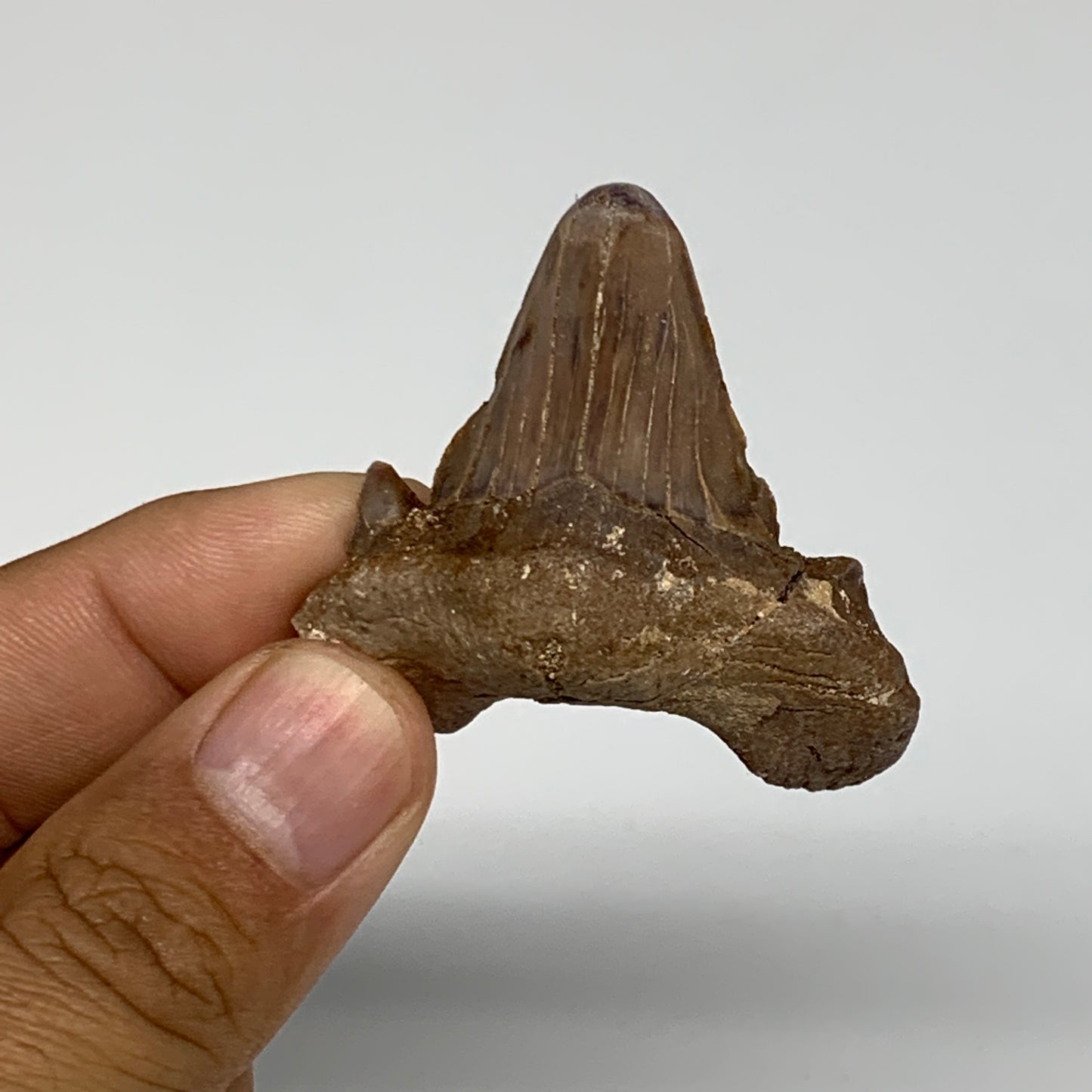 20.5g, 1.7"X 1.7"x 0.6" Natural Fossils Fish Shark Tooth @Morocco, B12640