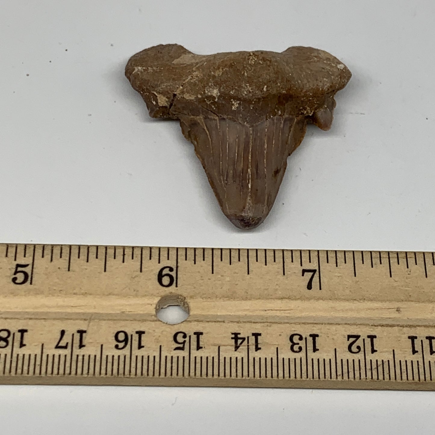 20.5g, 1.7"X 1.7"x 0.6" Natural Fossils Fish Shark Tooth @Morocco, B12640