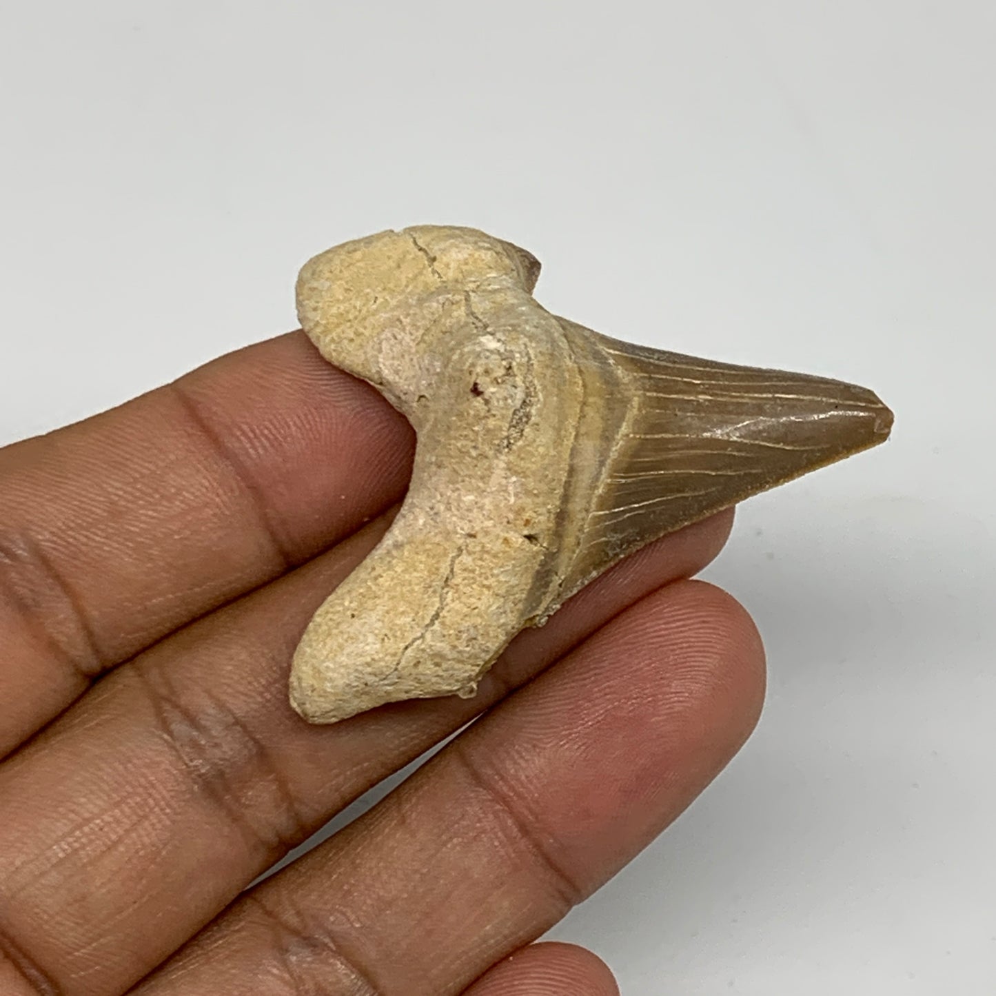 13g, 1.9"X 1.5"x 0.5" Natural Fossils Fish Shark Tooth @Morocco, B12642