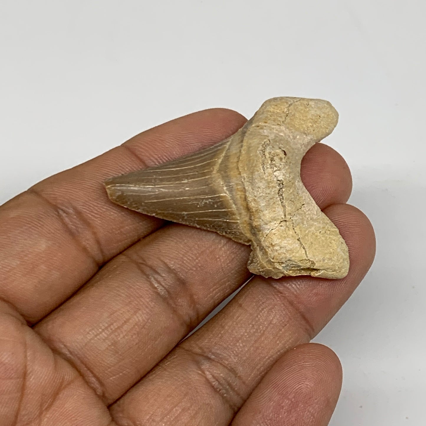 13g, 1.9"X 1.5"x 0.5" Natural Fossils Fish Shark Tooth @Morocco, B12642