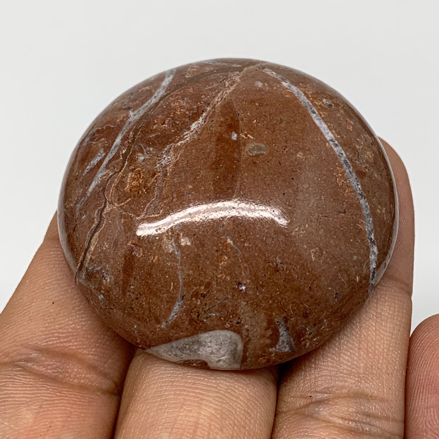 45.2g, 1.8"x0.7", Natural Untreated Red Shell Fossils Round Palms-tone, F1111