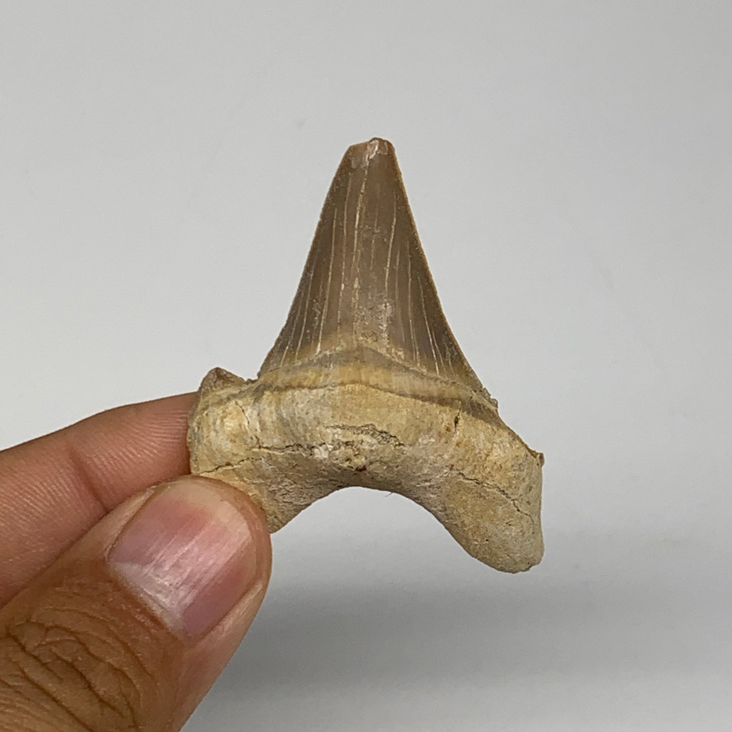 13g, 1.9"X 1.5"x 0.5" Natural Fossils Fish Shark Tooth @Morocco, B12642