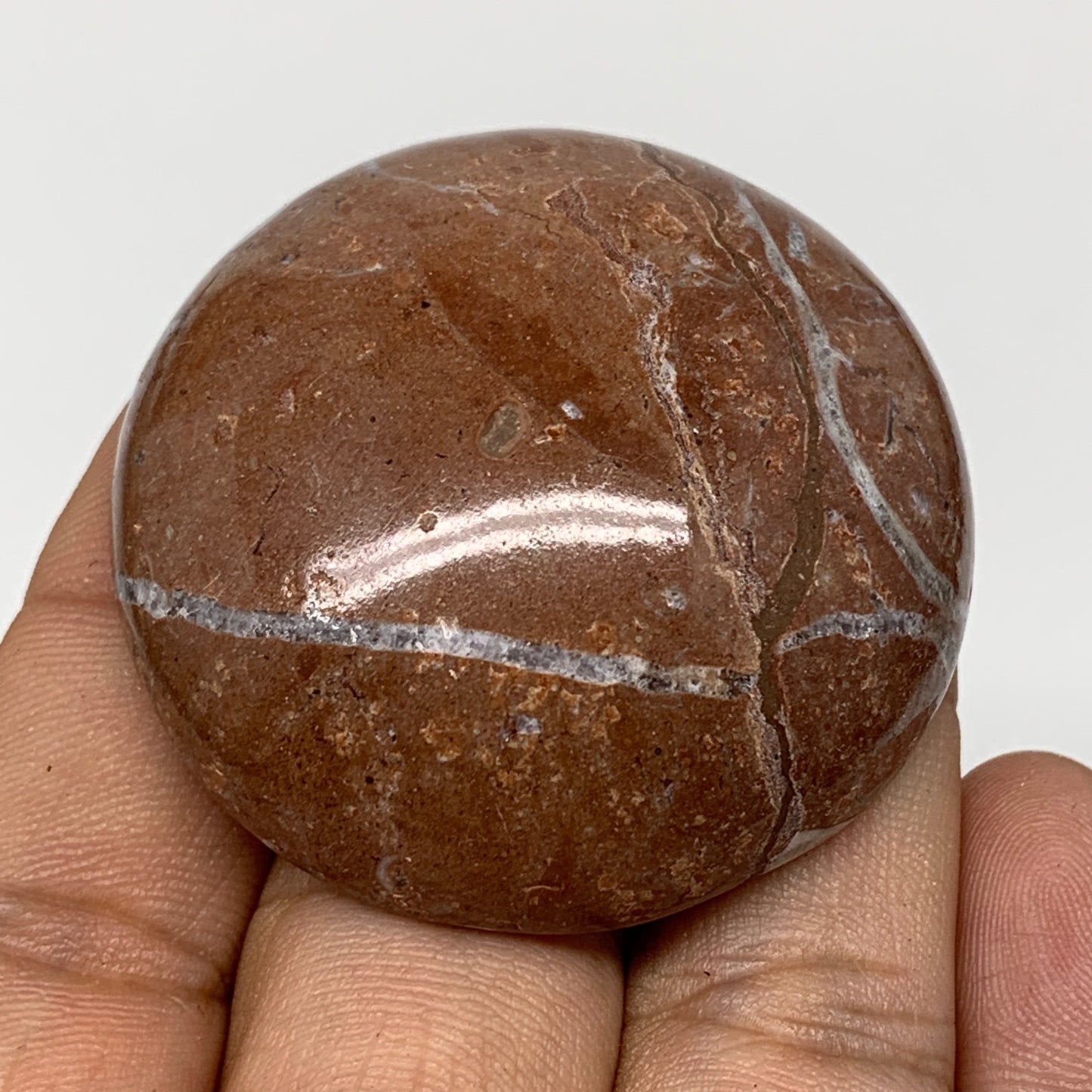 45.2g, 1.8"x0.7", Natural Untreated Red Shell Fossils Round Palms-tone, F1111