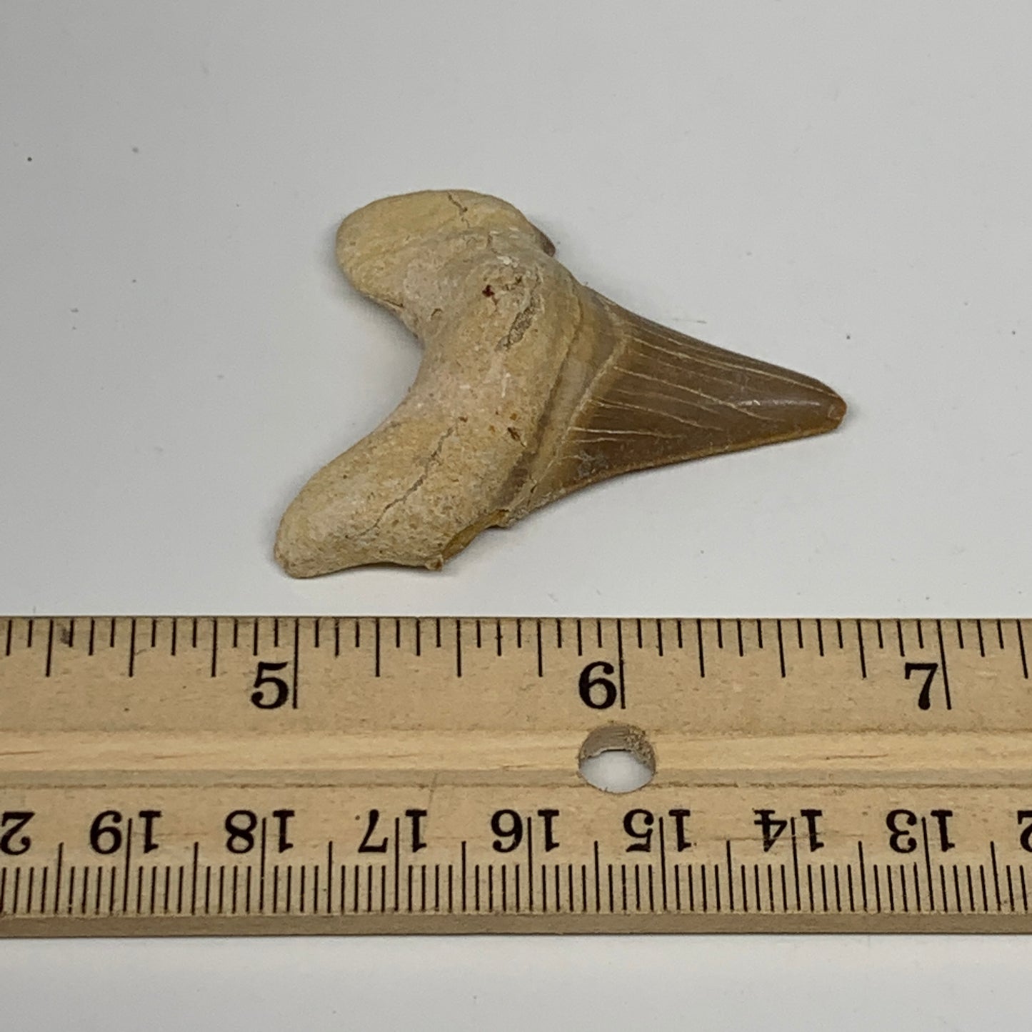 13g, 1.9"X 1.5"x 0.5" Natural Fossils Fish Shark Tooth @Morocco, B12642